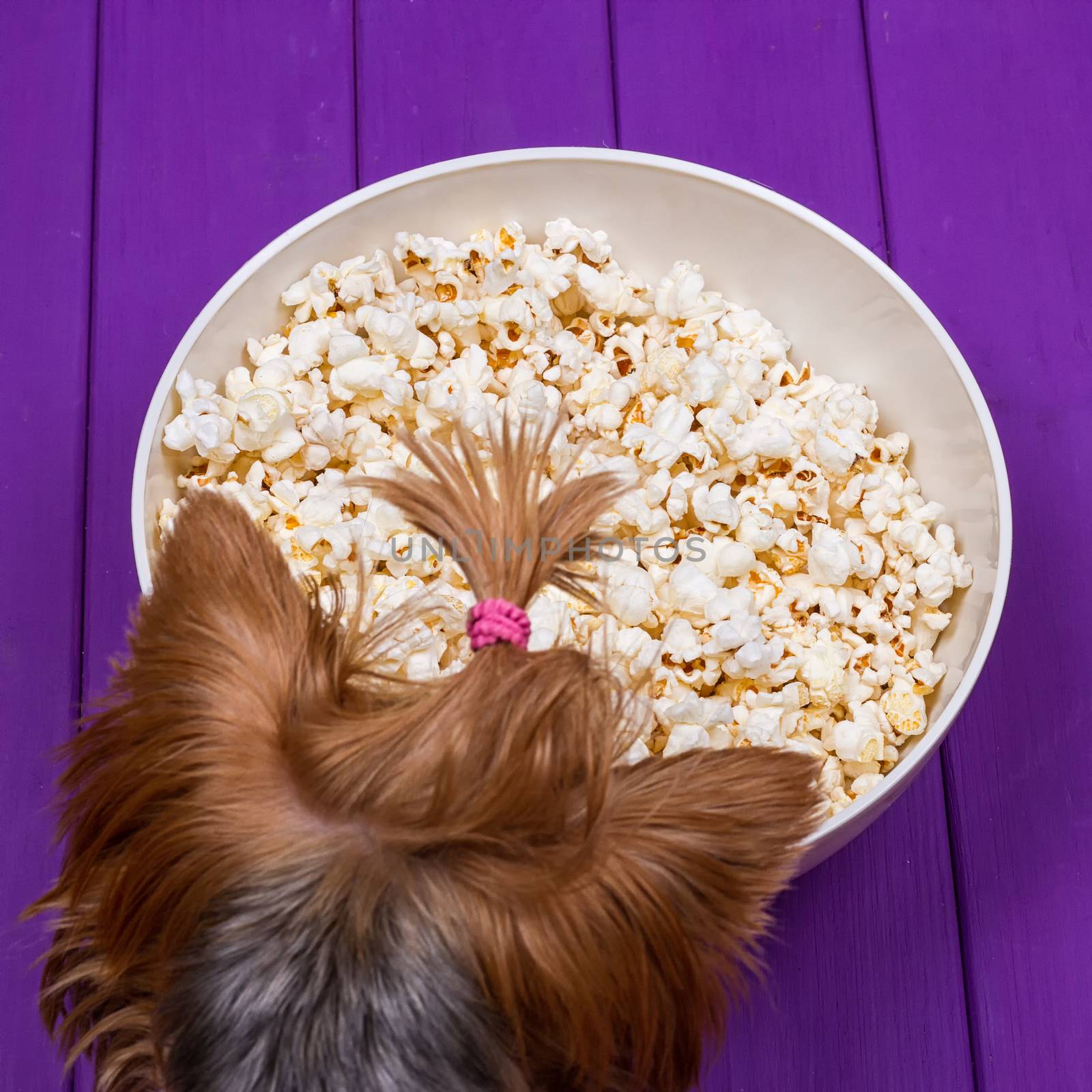 Head of a Yorkshire terrier next to a bowl of popcorn. The dog is eating popcorn