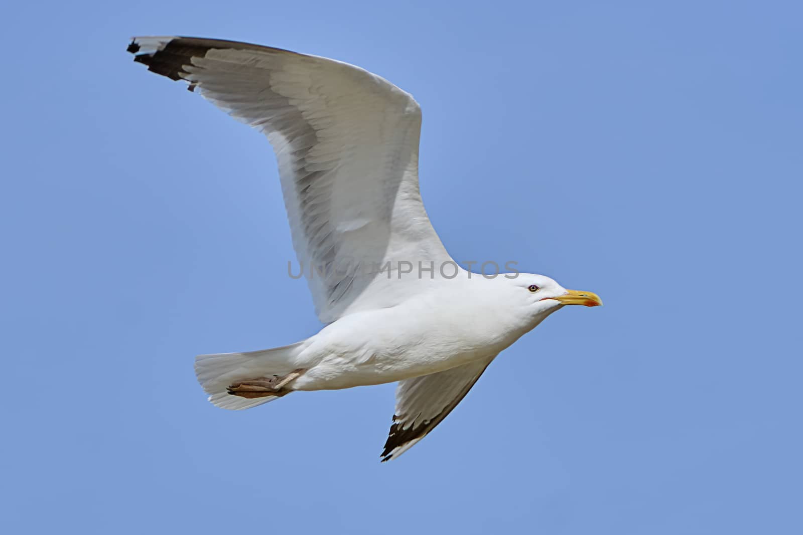 White seagull in flight against a blue sky                               