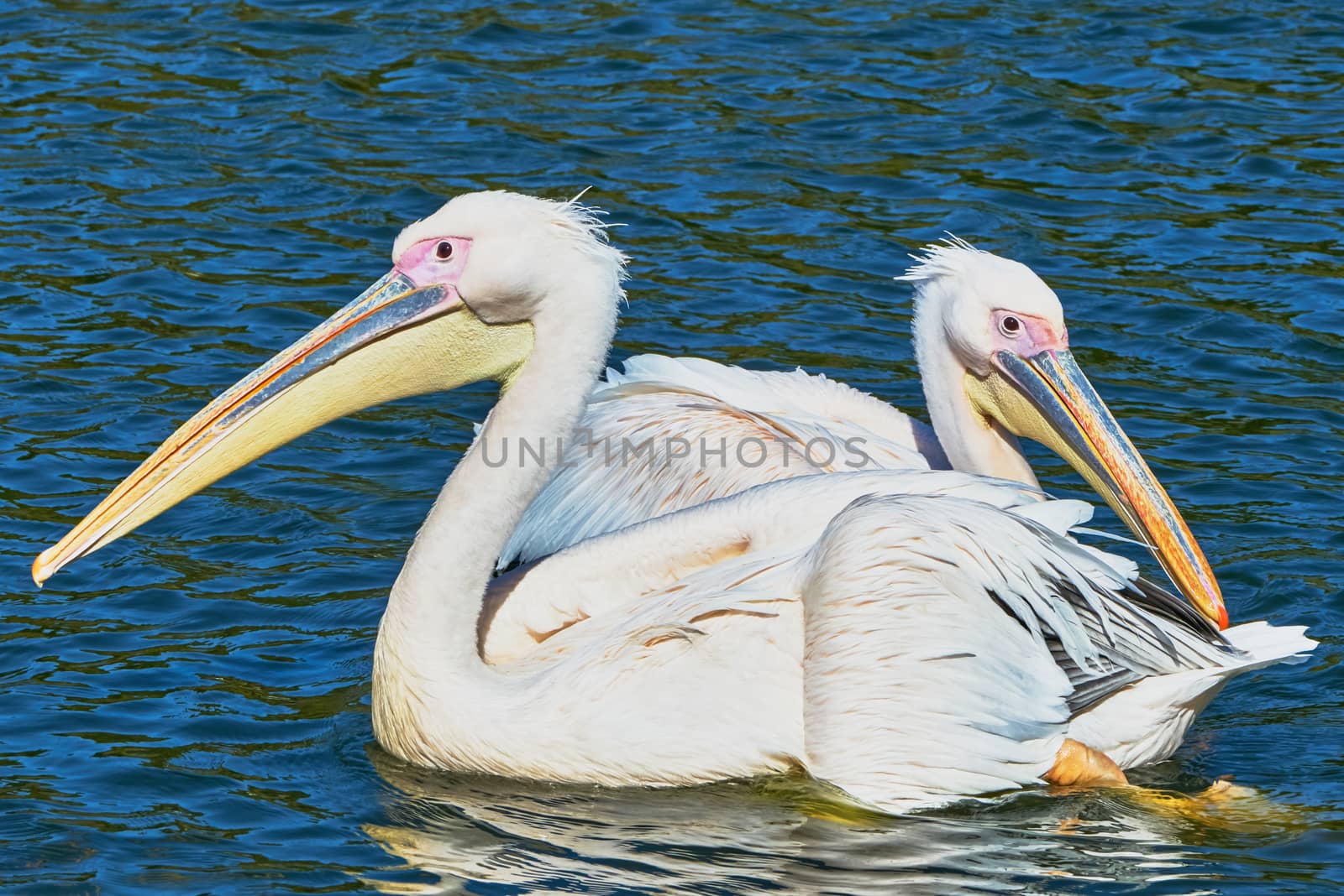 Two pelicans floating on the lake in the zoo                               