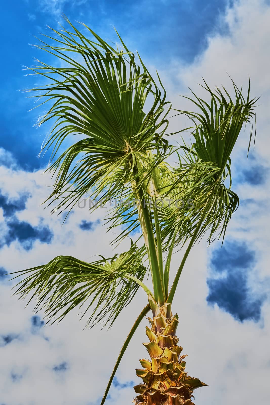 Top of a palm tree against the sky                                