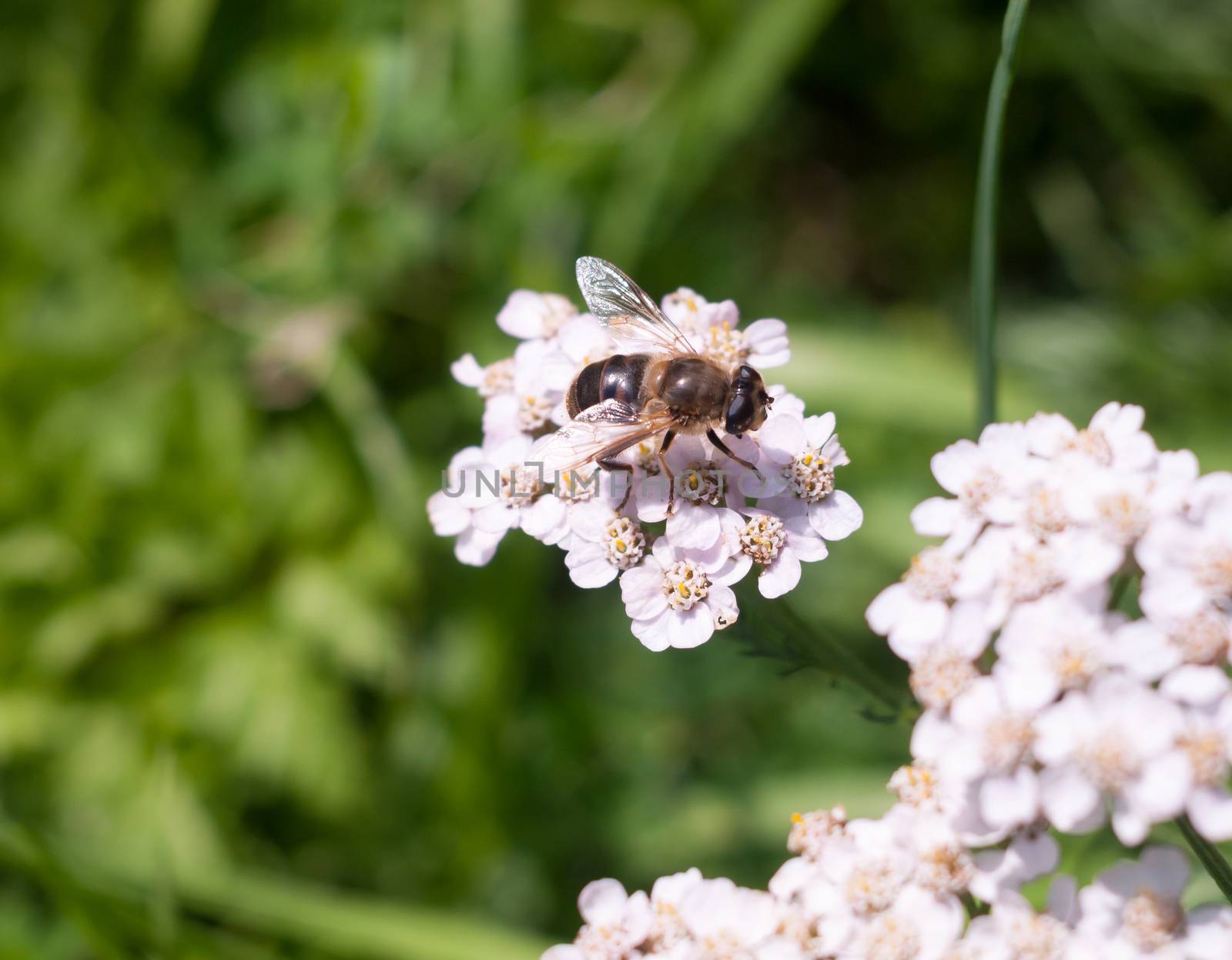 small cute hover fly on yarrow outside; Essex; England; UK
