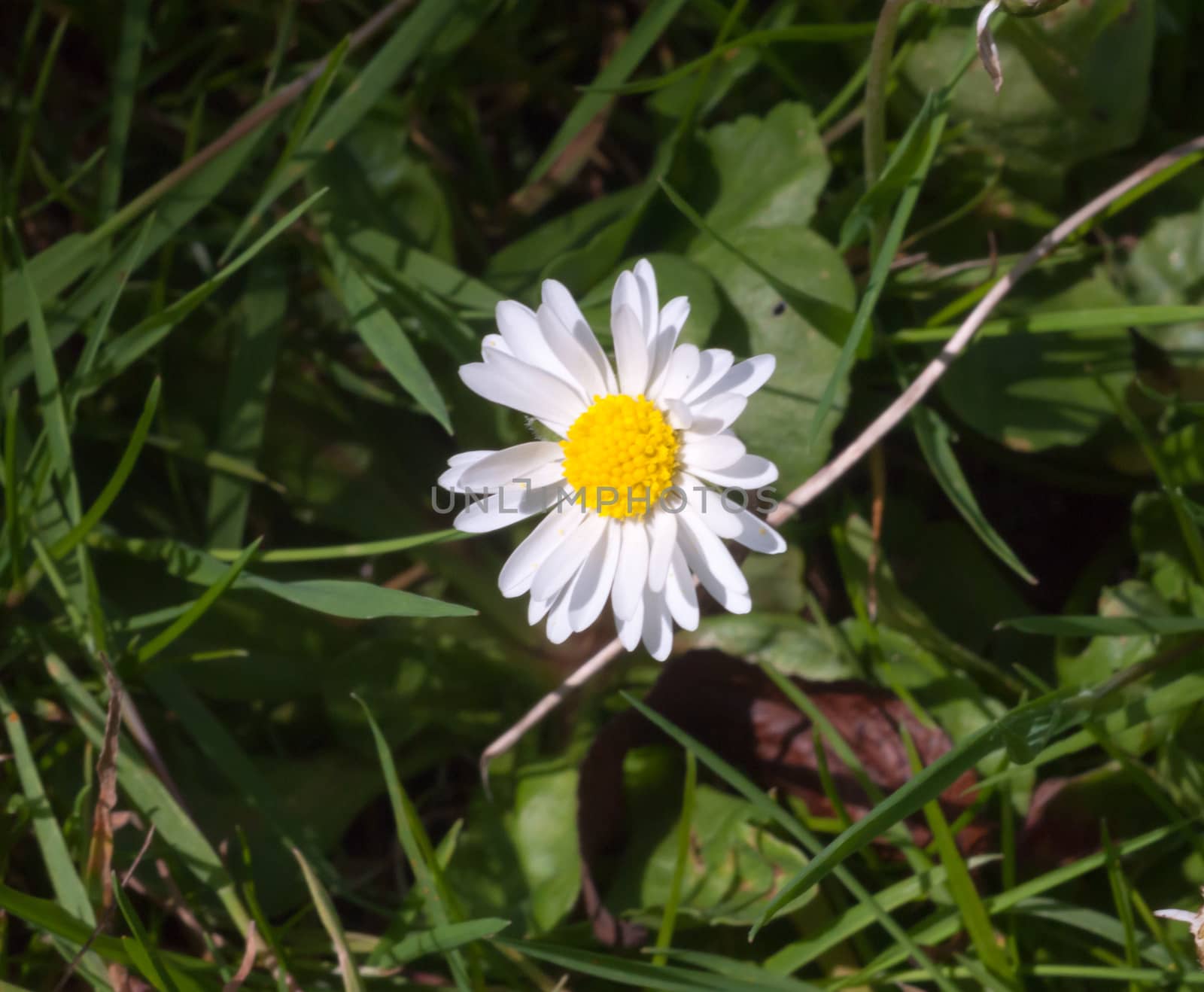 small full petals single yellow and white daisy flower on floor; Essex; England; UK