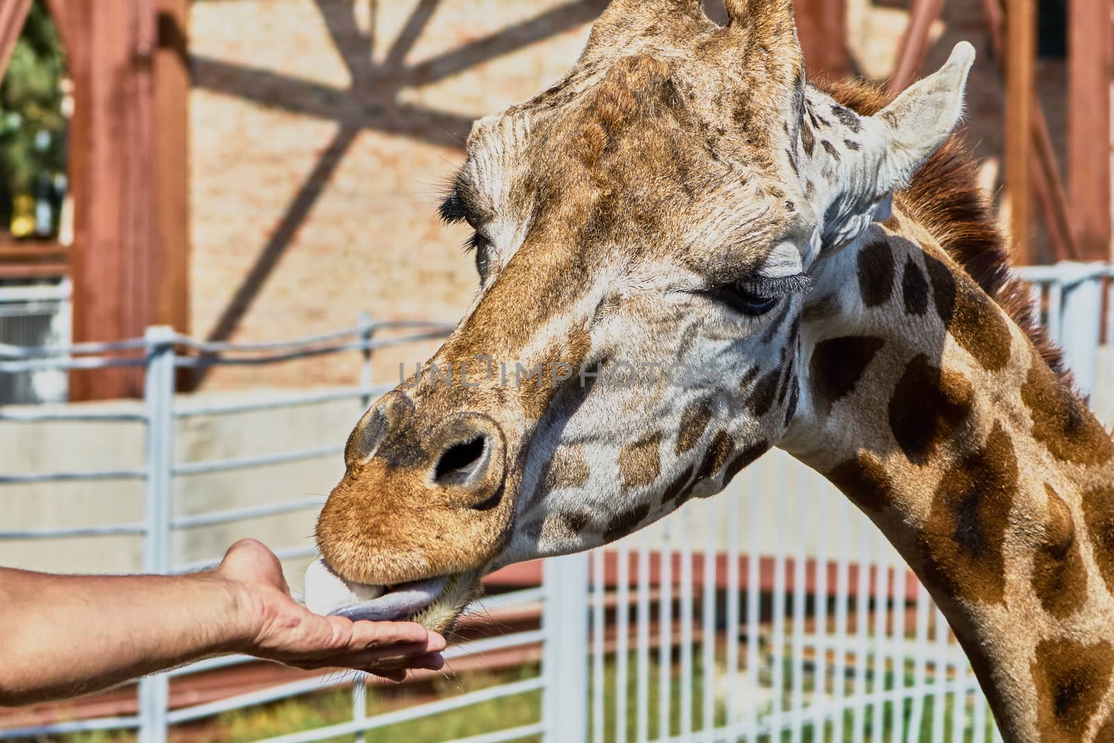 Giraffe at the zoo takes food from people                                                              