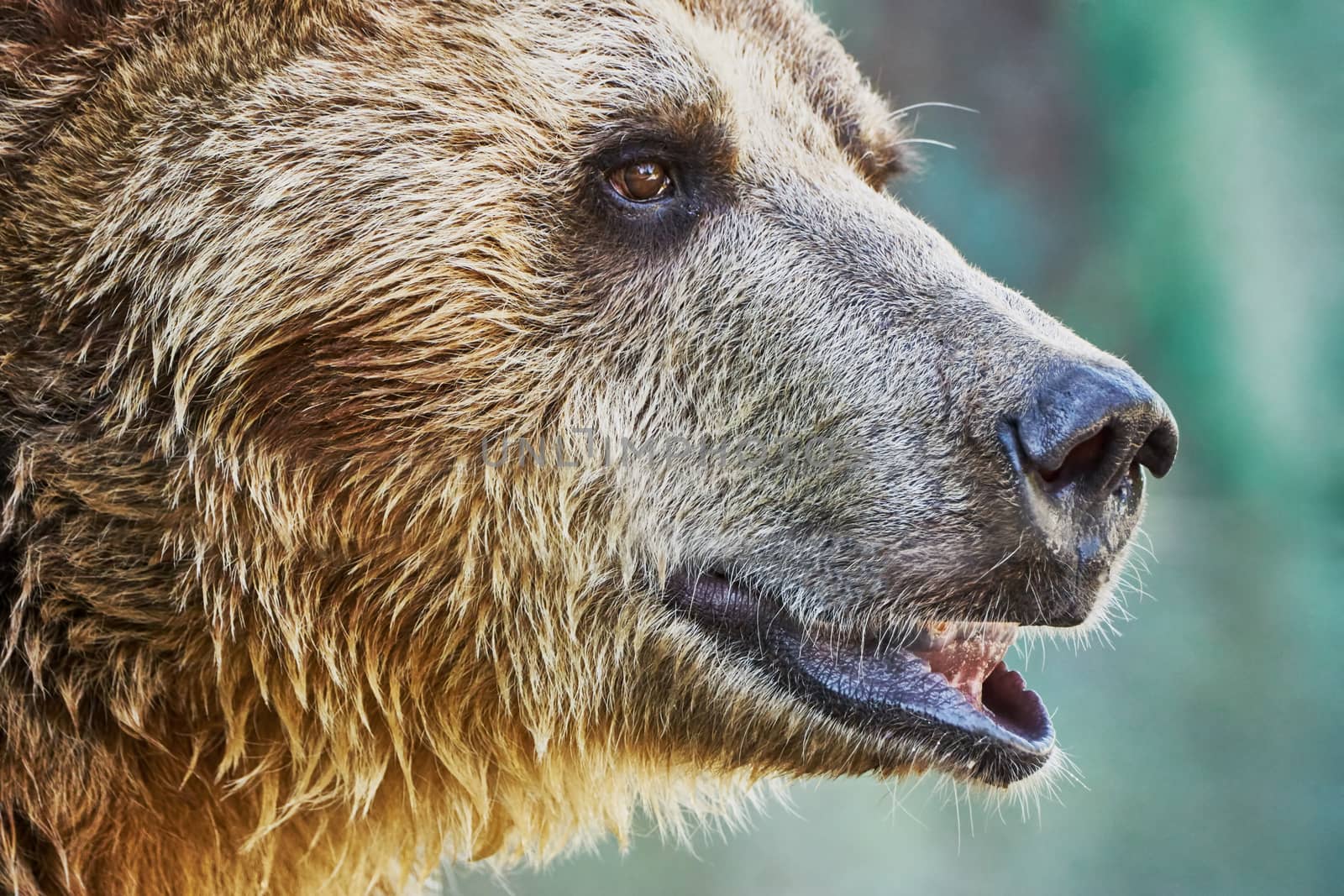 Brown bear in a zoo  by Vitolef