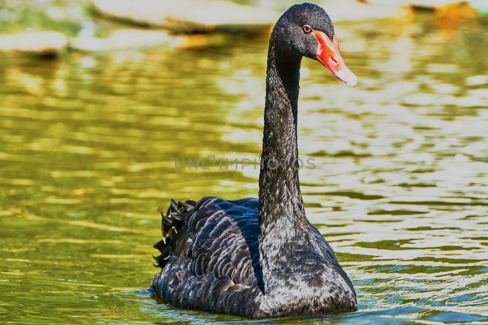 The black swan floats in a pond                               