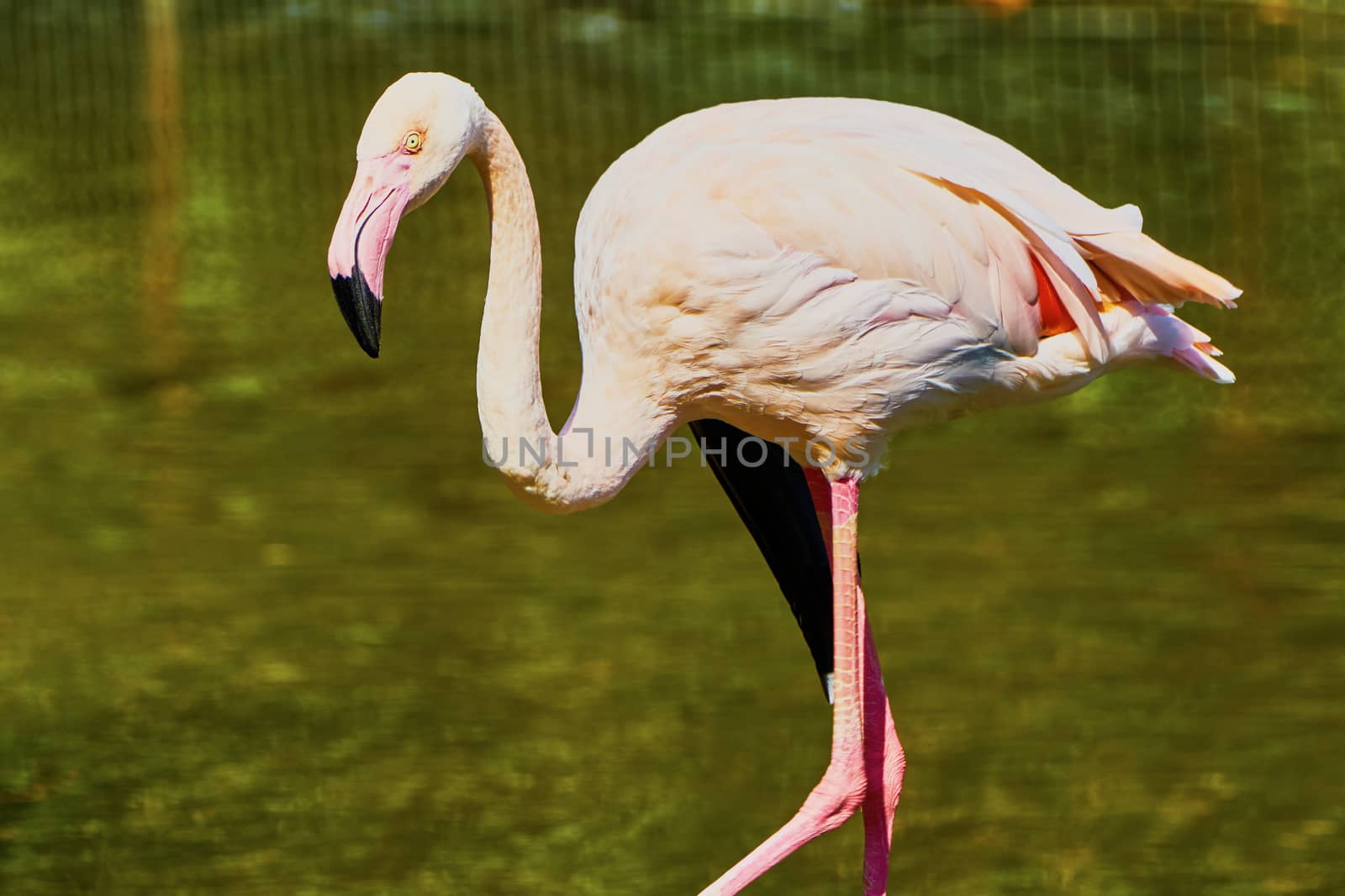 Pink flamingos at the zoo summer day                               