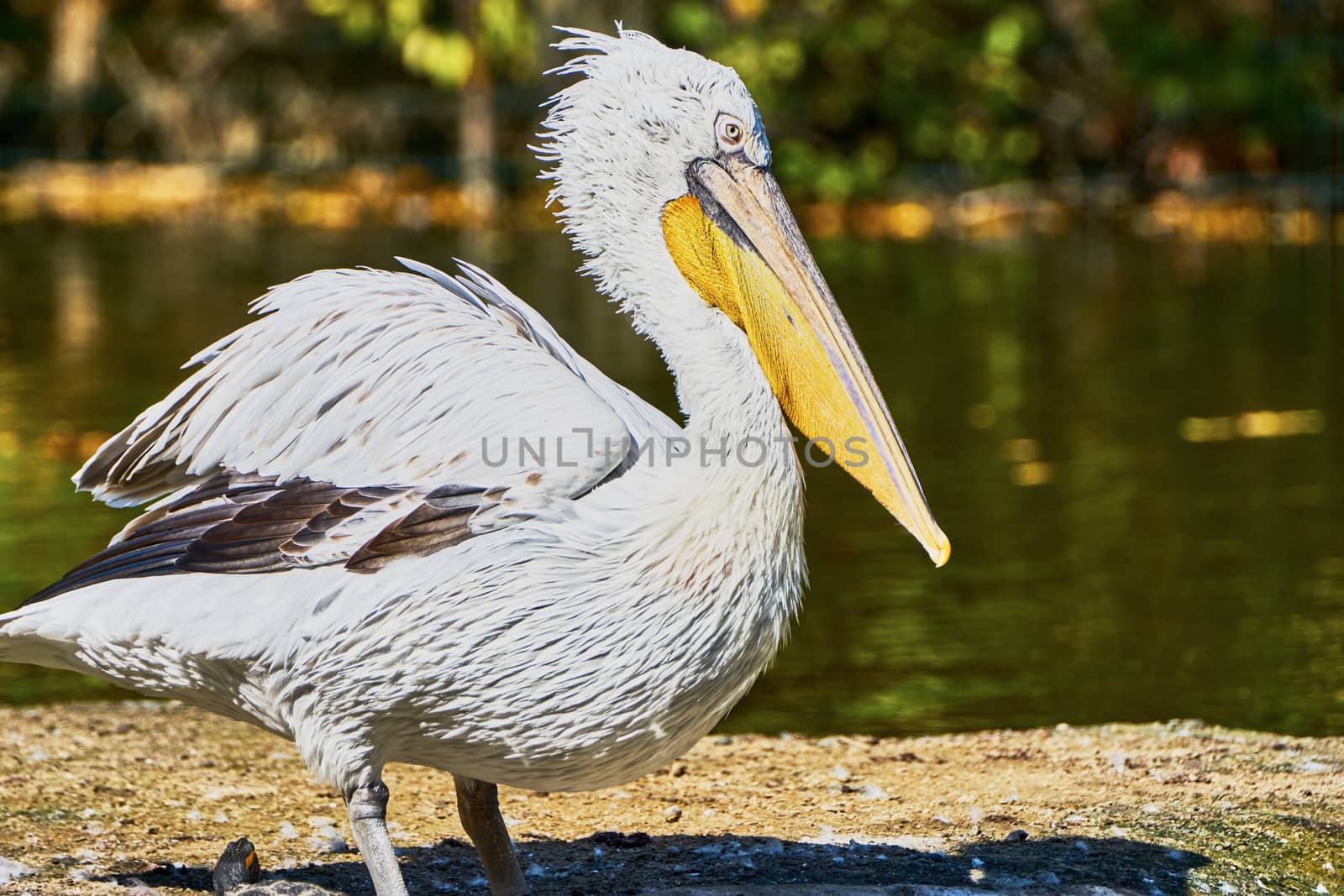 Beautiful pelican in zoo by Vitolef