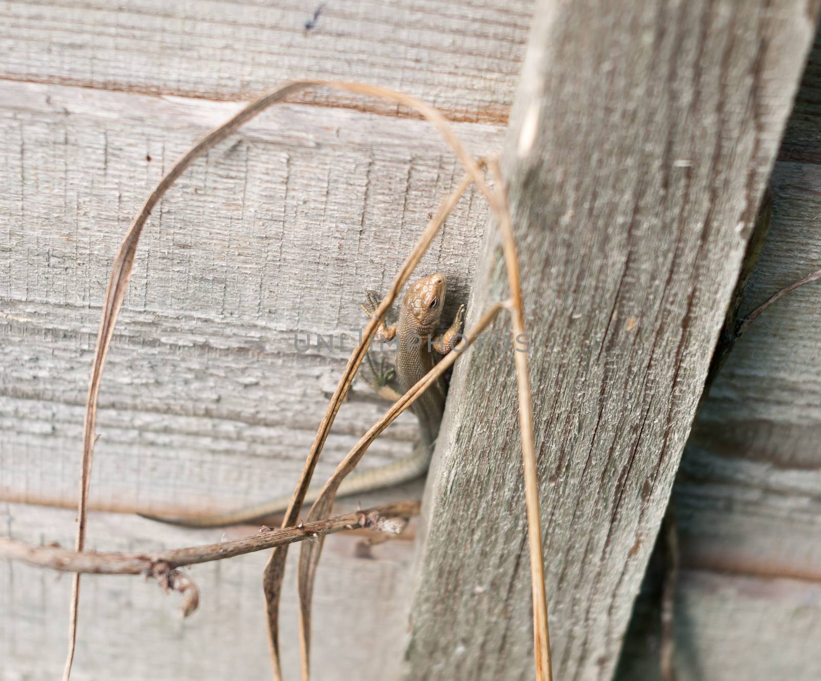 uk wild Common or viviparous lizard on fence wall wood ; Essex; England; UK