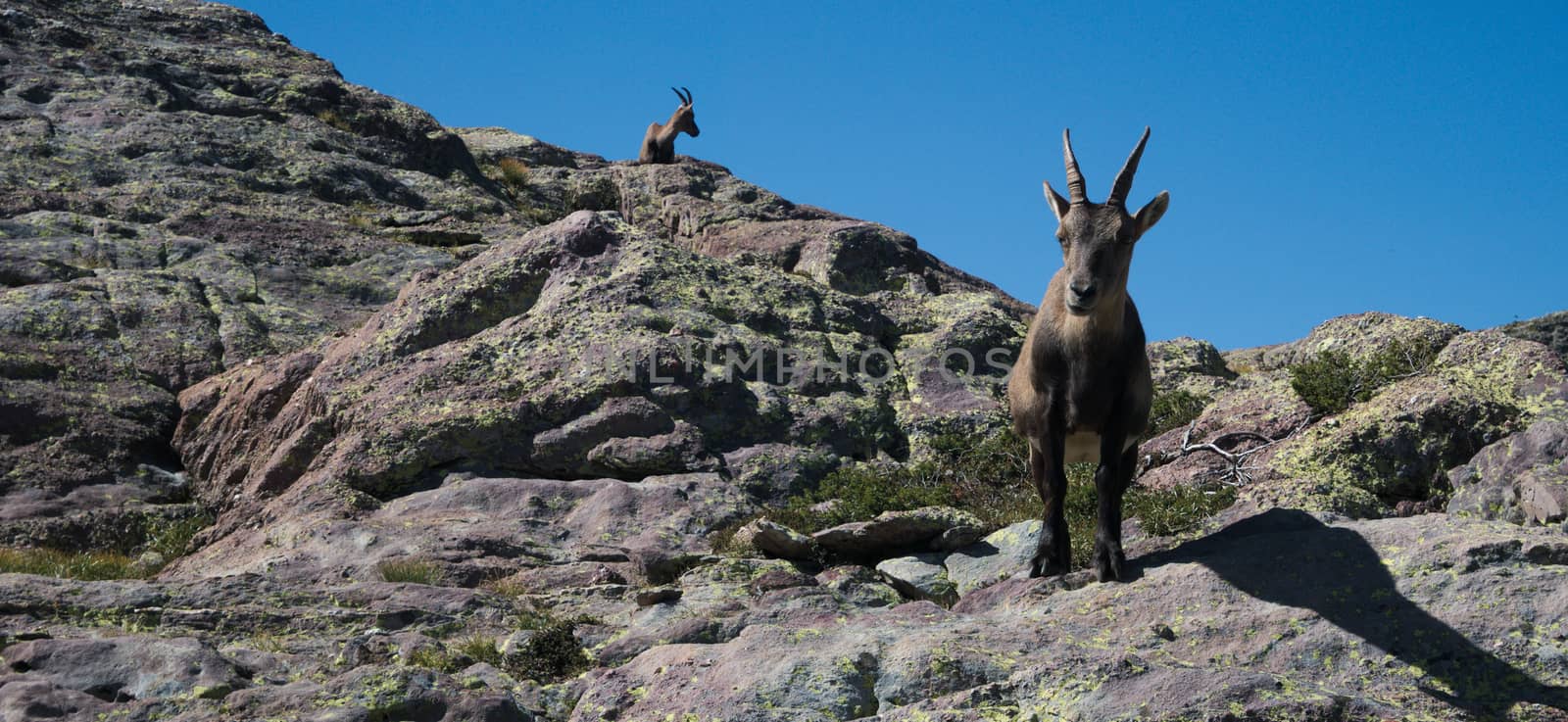 Alpine ibex looking at the camera on top of a peak on the Bergamo Alps, northern Italy

