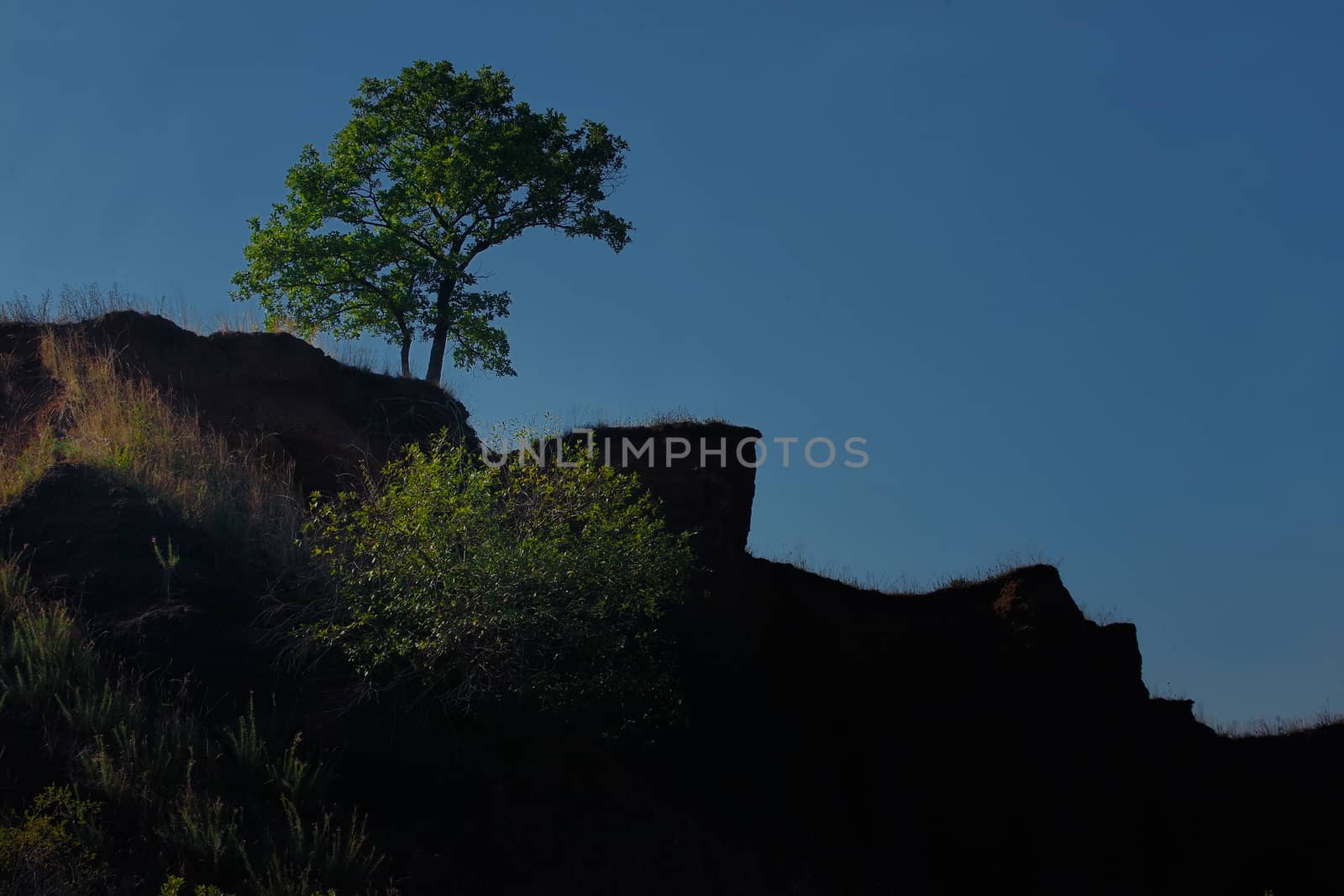 Tree Silhouette on hill in summer time