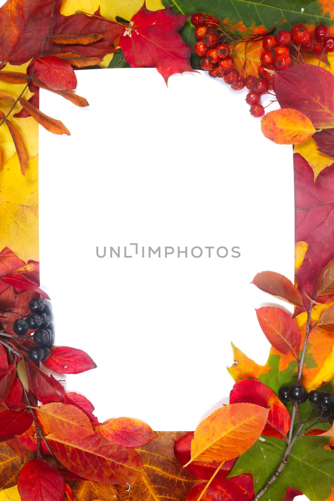 Autumn leaves frame with white paper isolated on white background