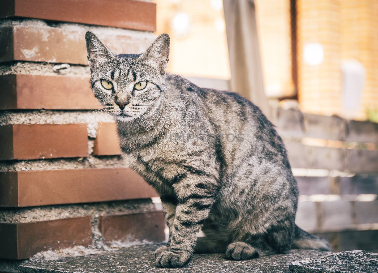 cat with beautiful eyes in the street