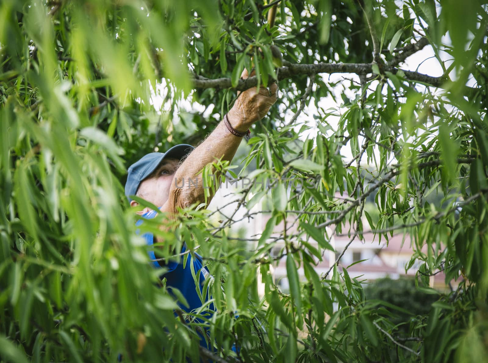 man in a almond tree with a can