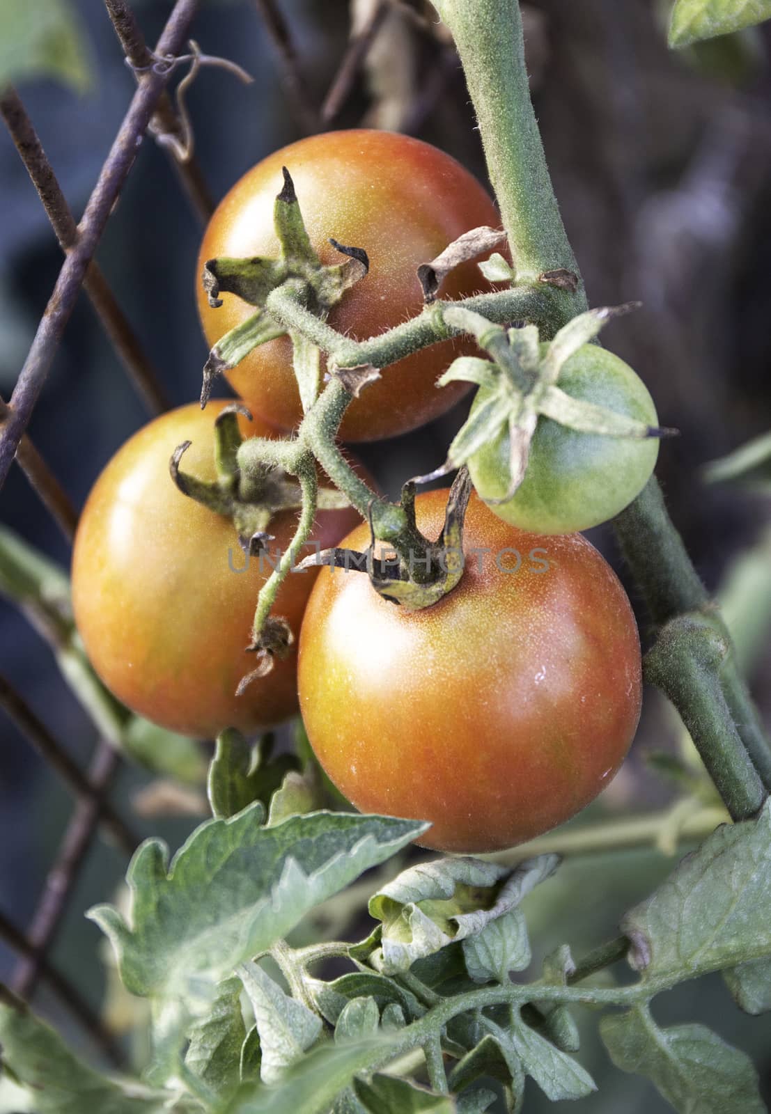 three tomatoes in its tree