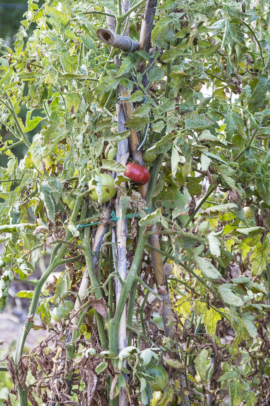 three tomatoes in its tree by nachrc2001