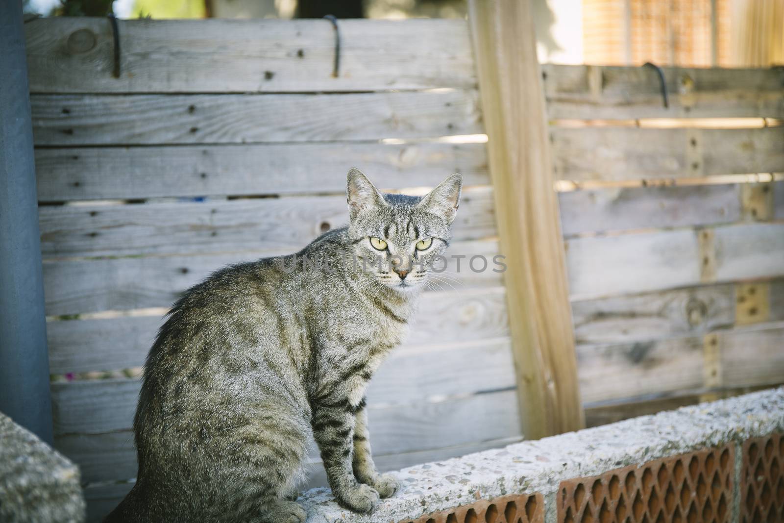 cat with beautiful eyes in the street