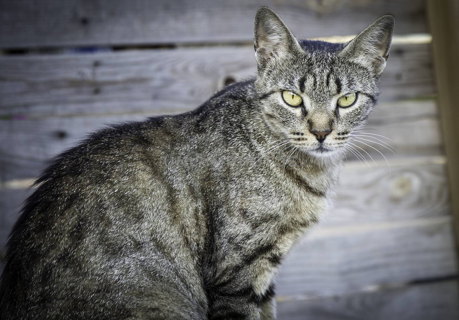 cat with beautiful eyes in the street by nachrc2001