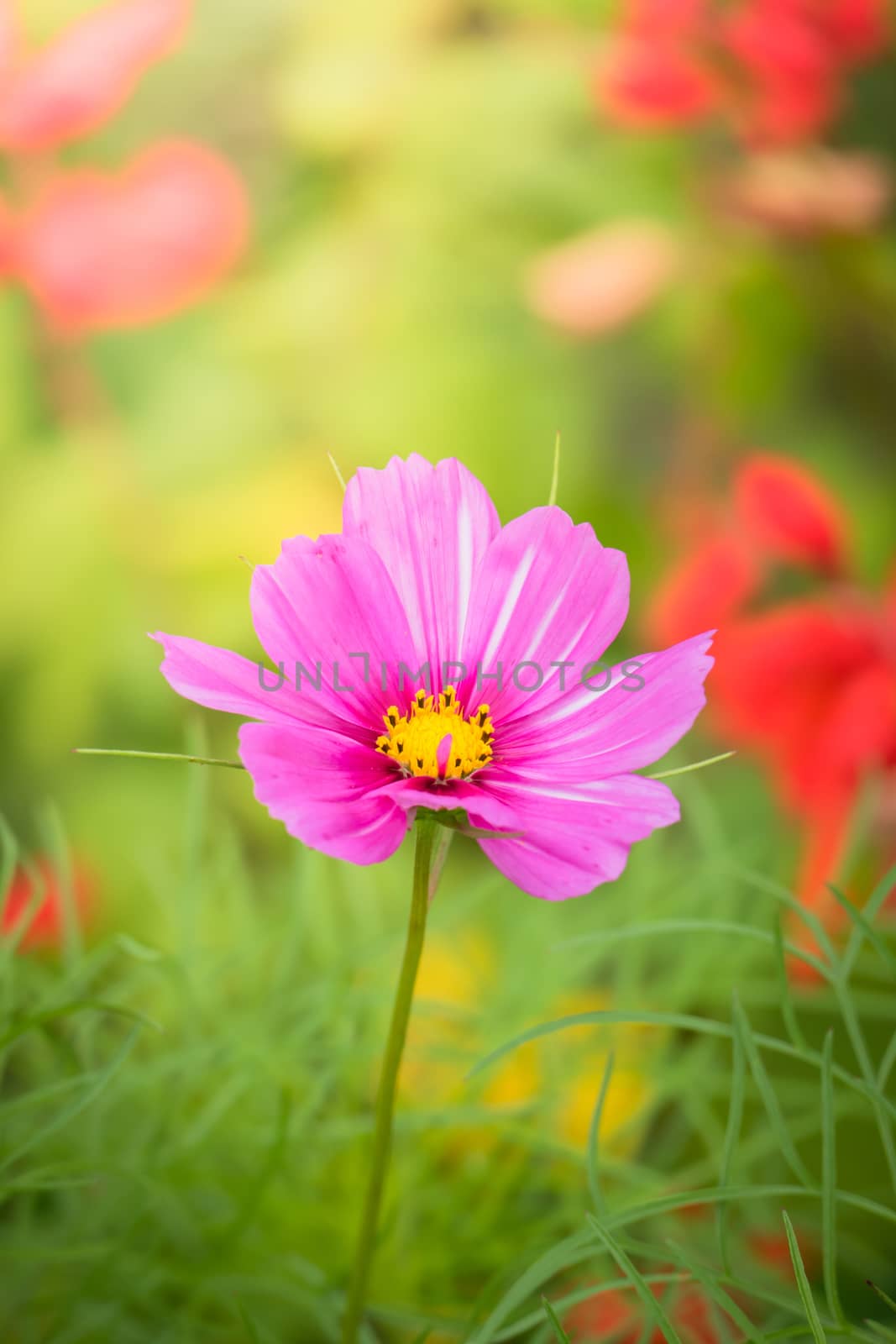 The background image of the colorful flowers, background nature