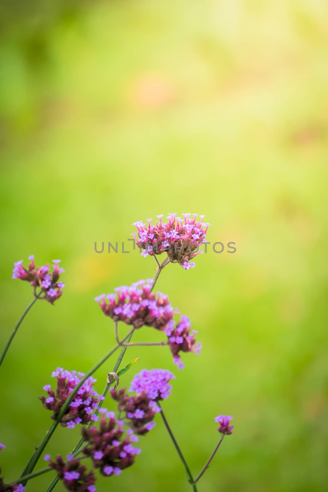 The background image of the colorful flowers, background nature