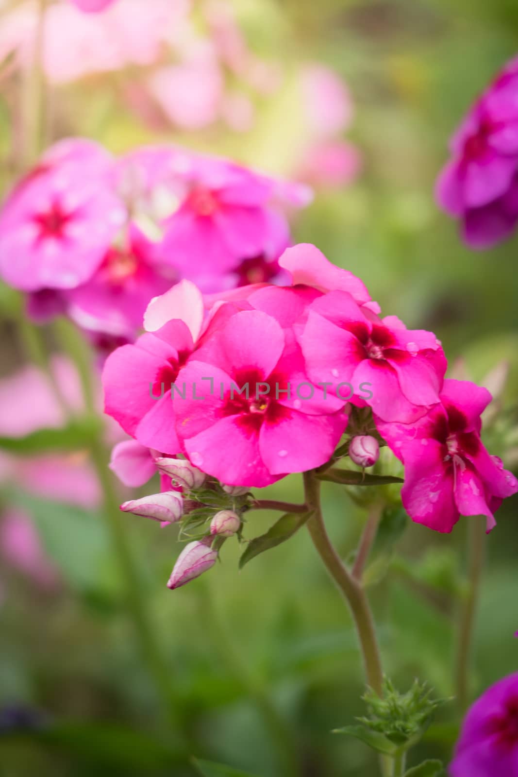 The background image of the colorful flowers, background nature