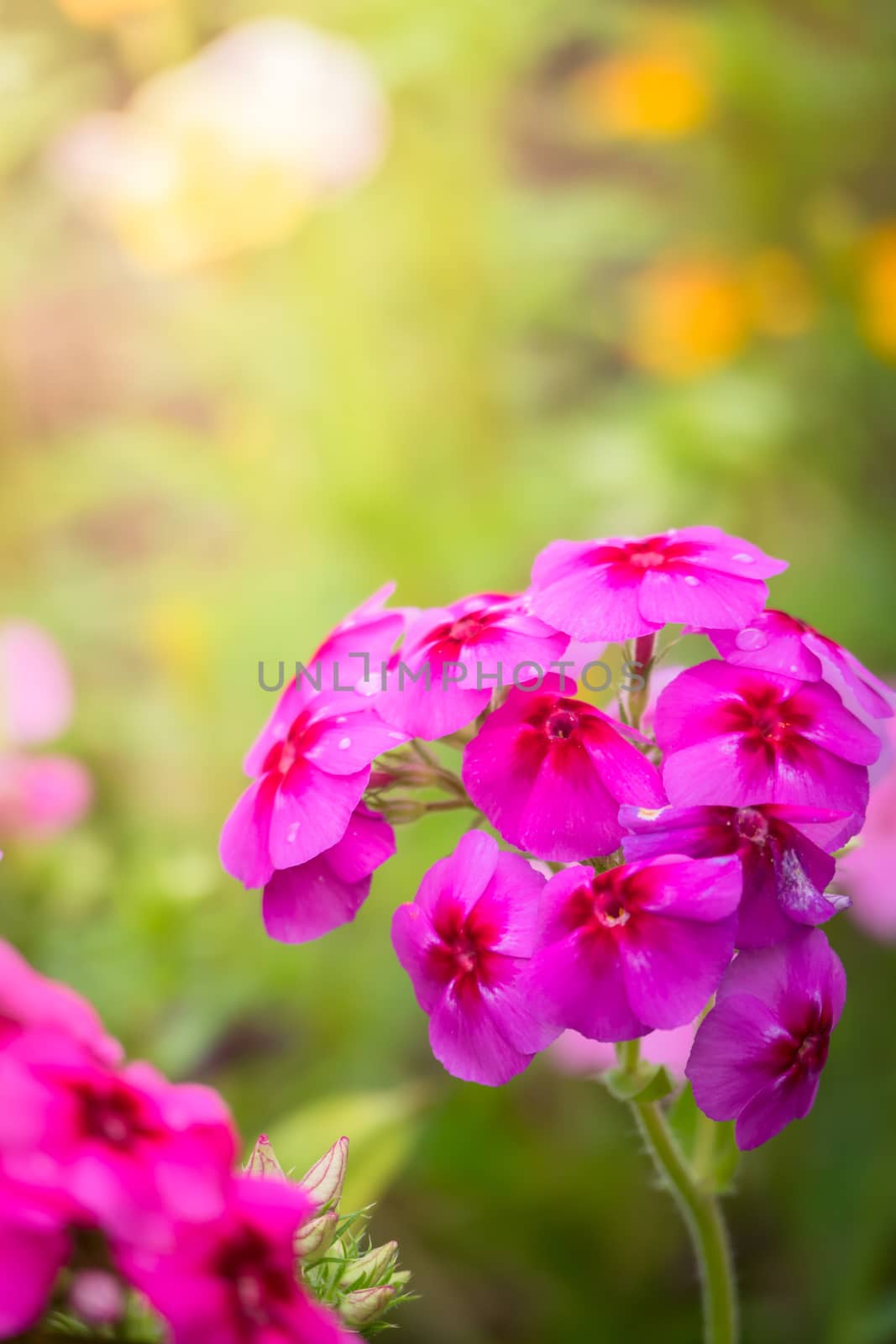 The background image of the colorful flowers, background nature