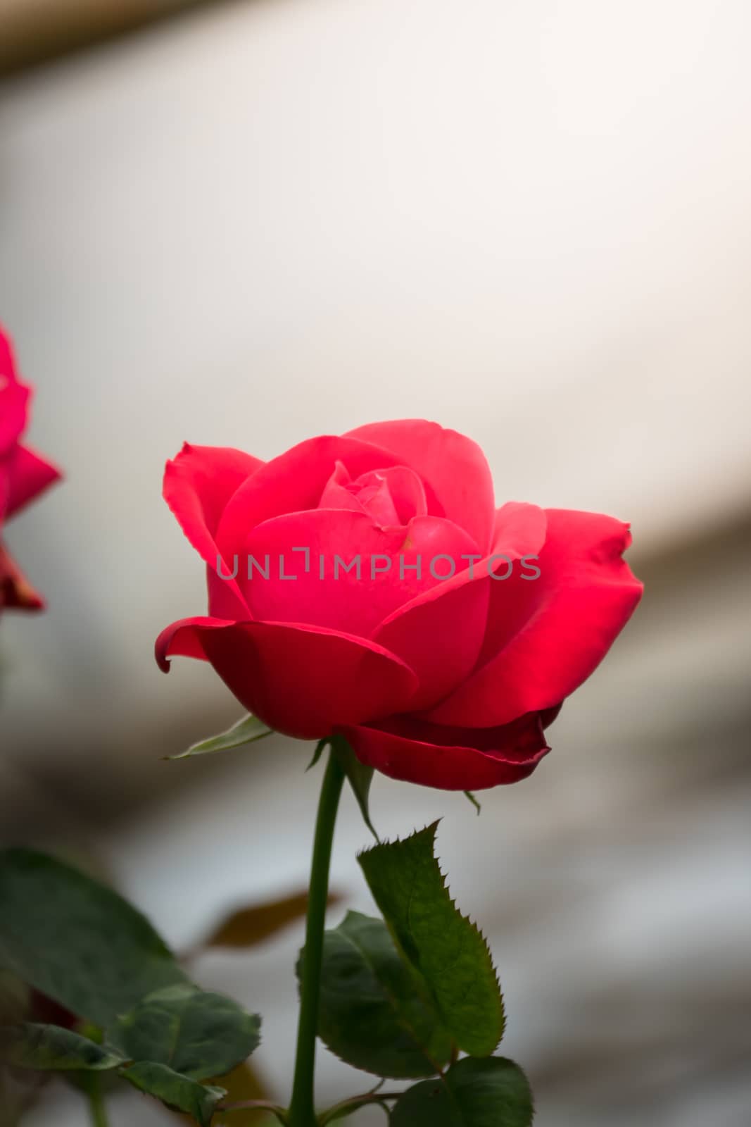 The background image of the colorful flowers, background nature