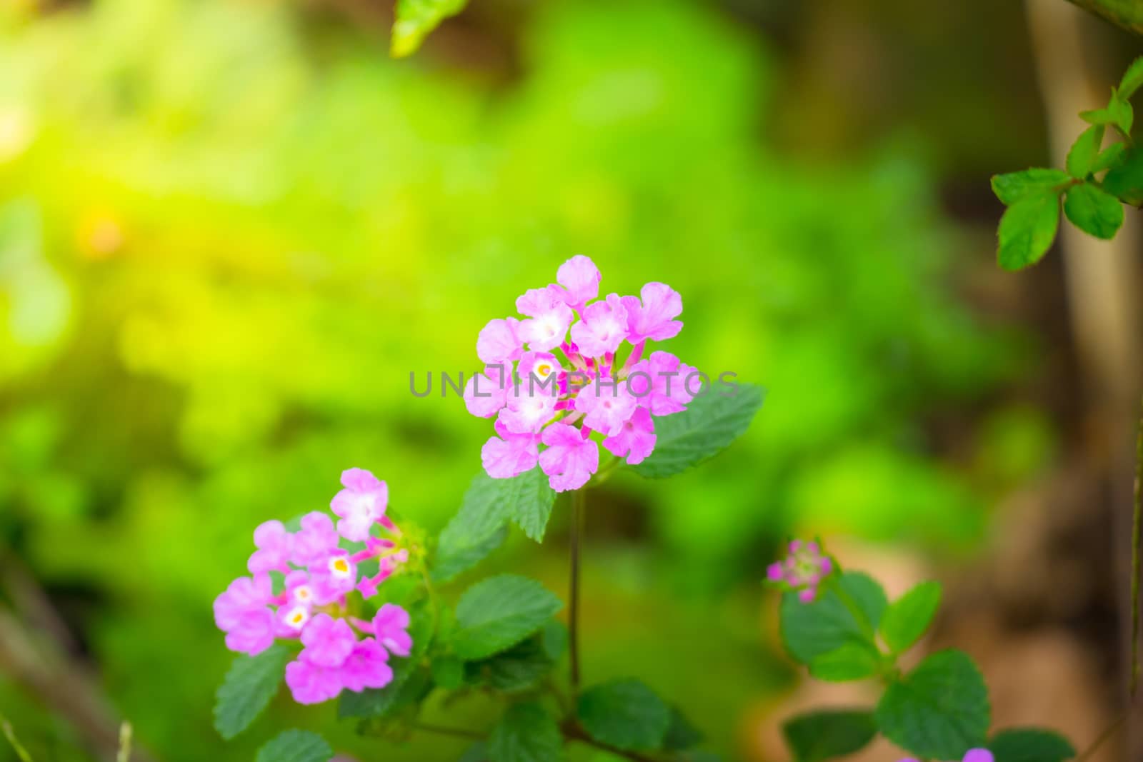 The background image of the colorful flowers by teerawit