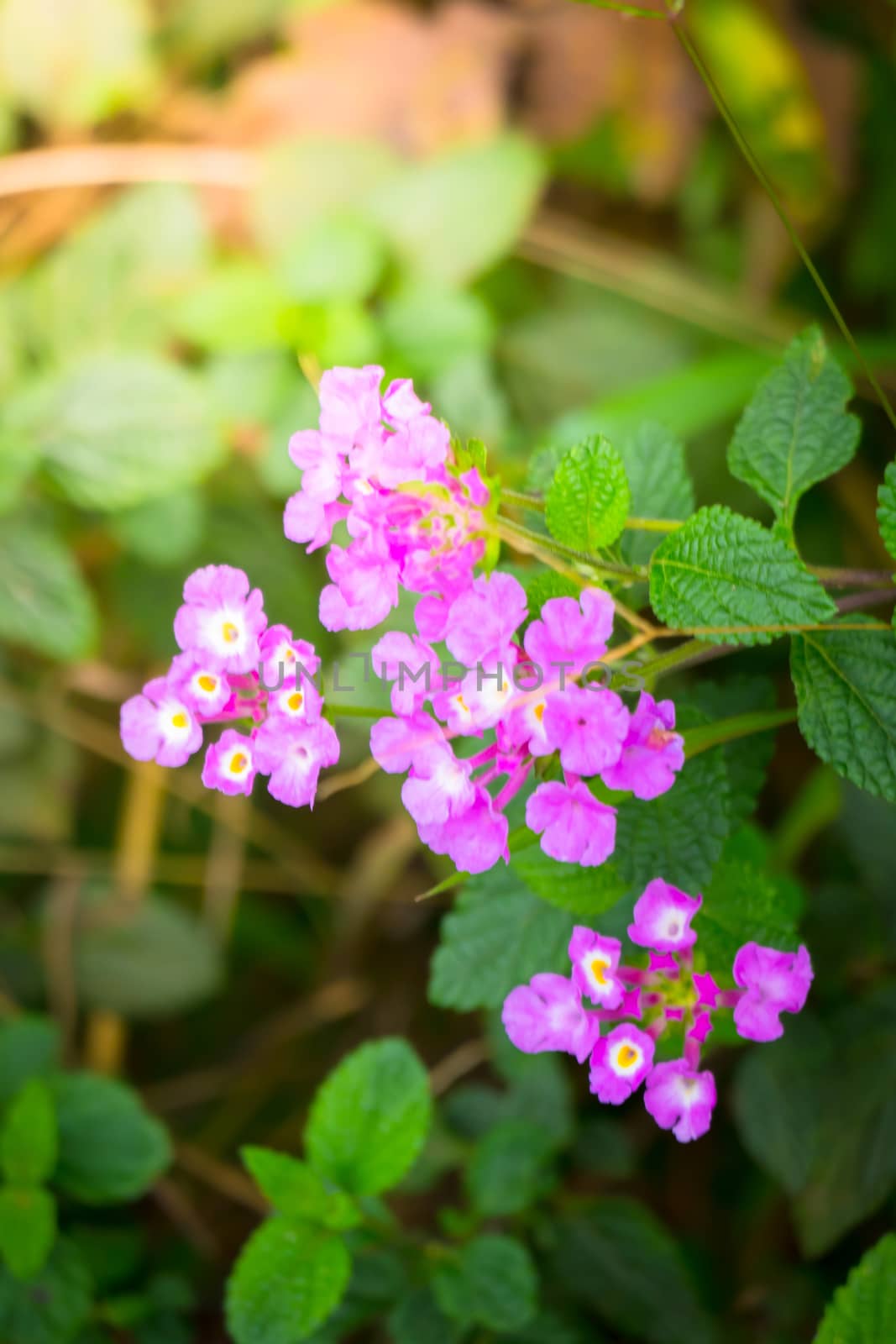 The background image of the colorful flowers by teerawit