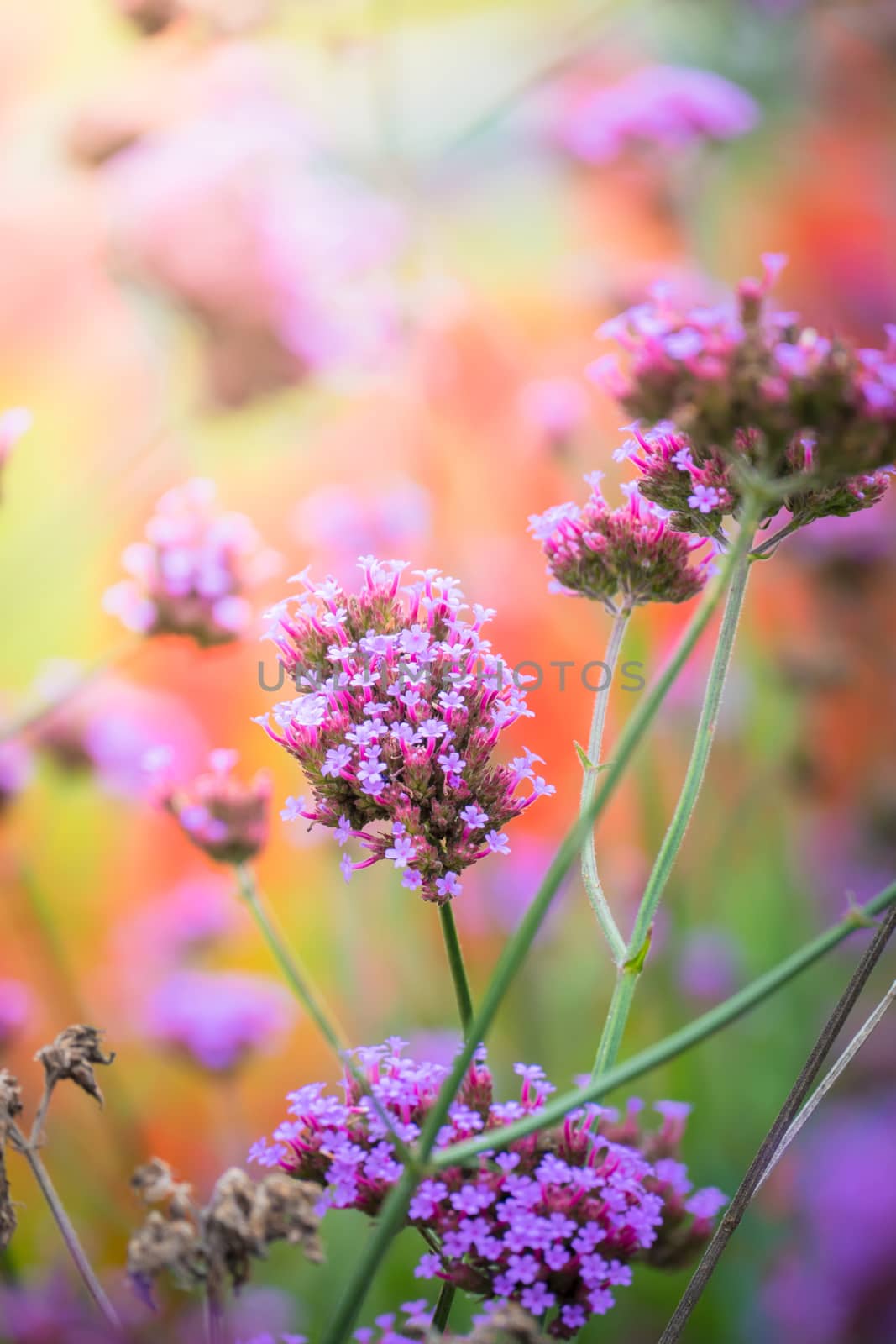 The background image of the colorful flowers by teerawit