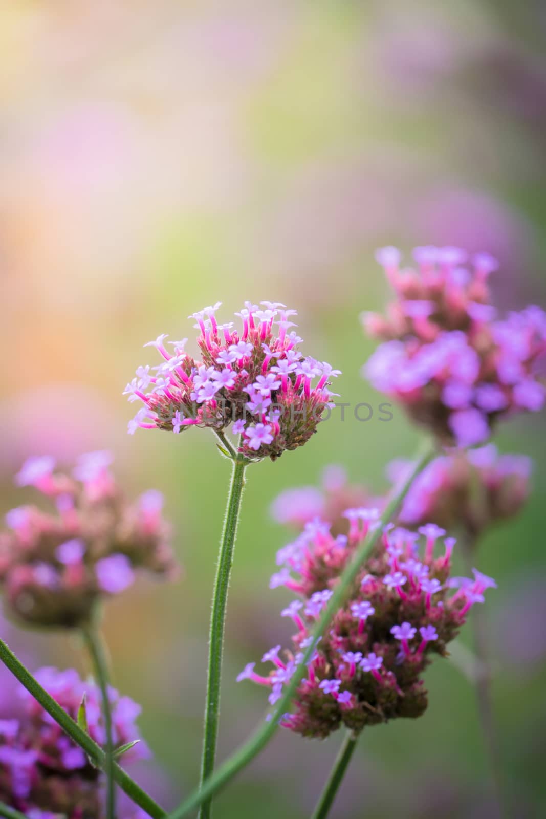 The background image of the colorful flowers by teerawit