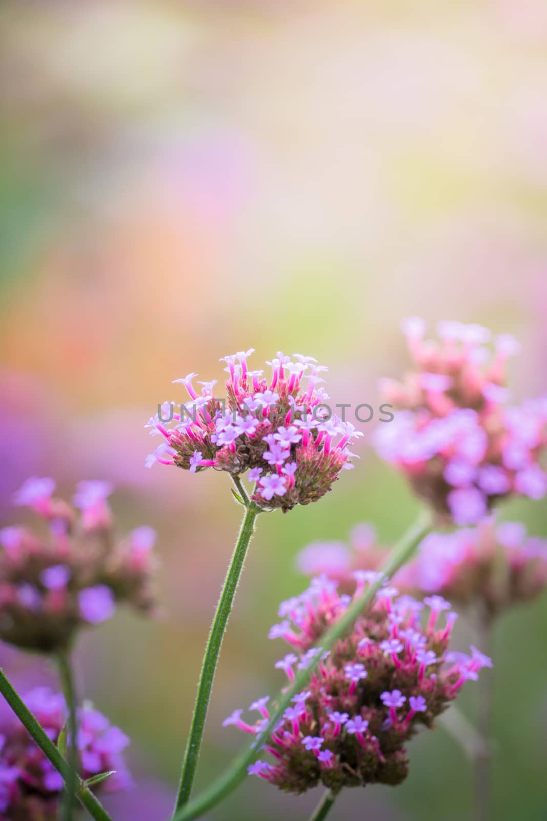 The background image of the colorful flowers by teerawit