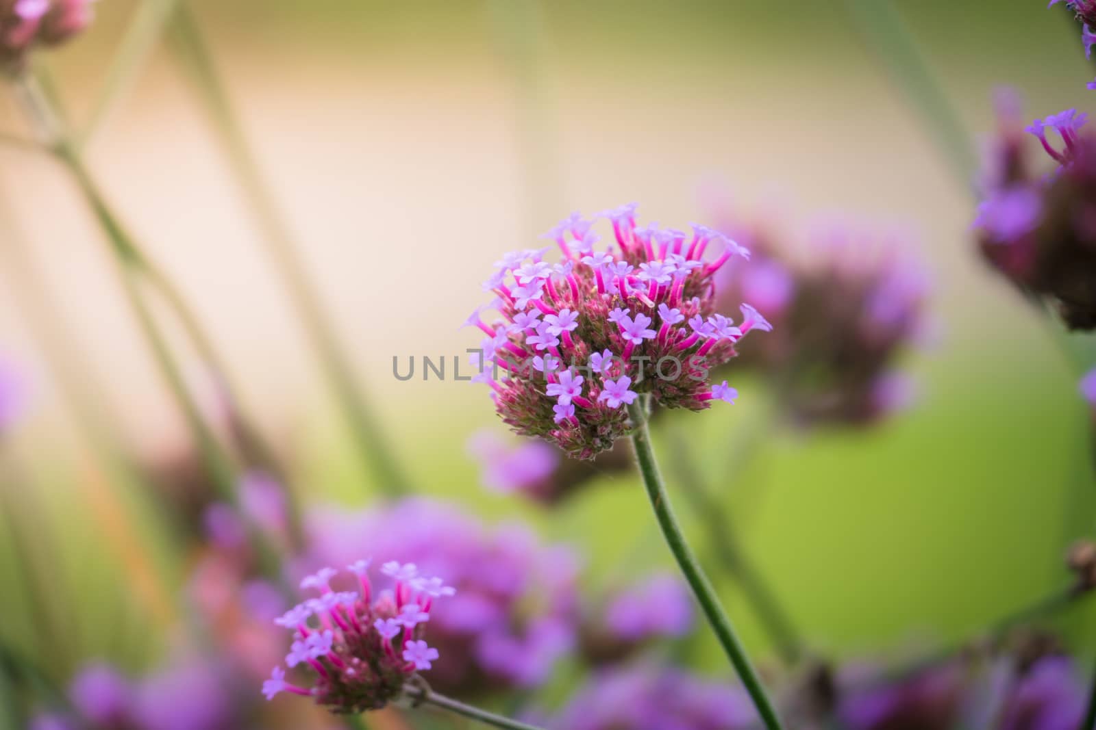 The background image of the colorful flowers by teerawit