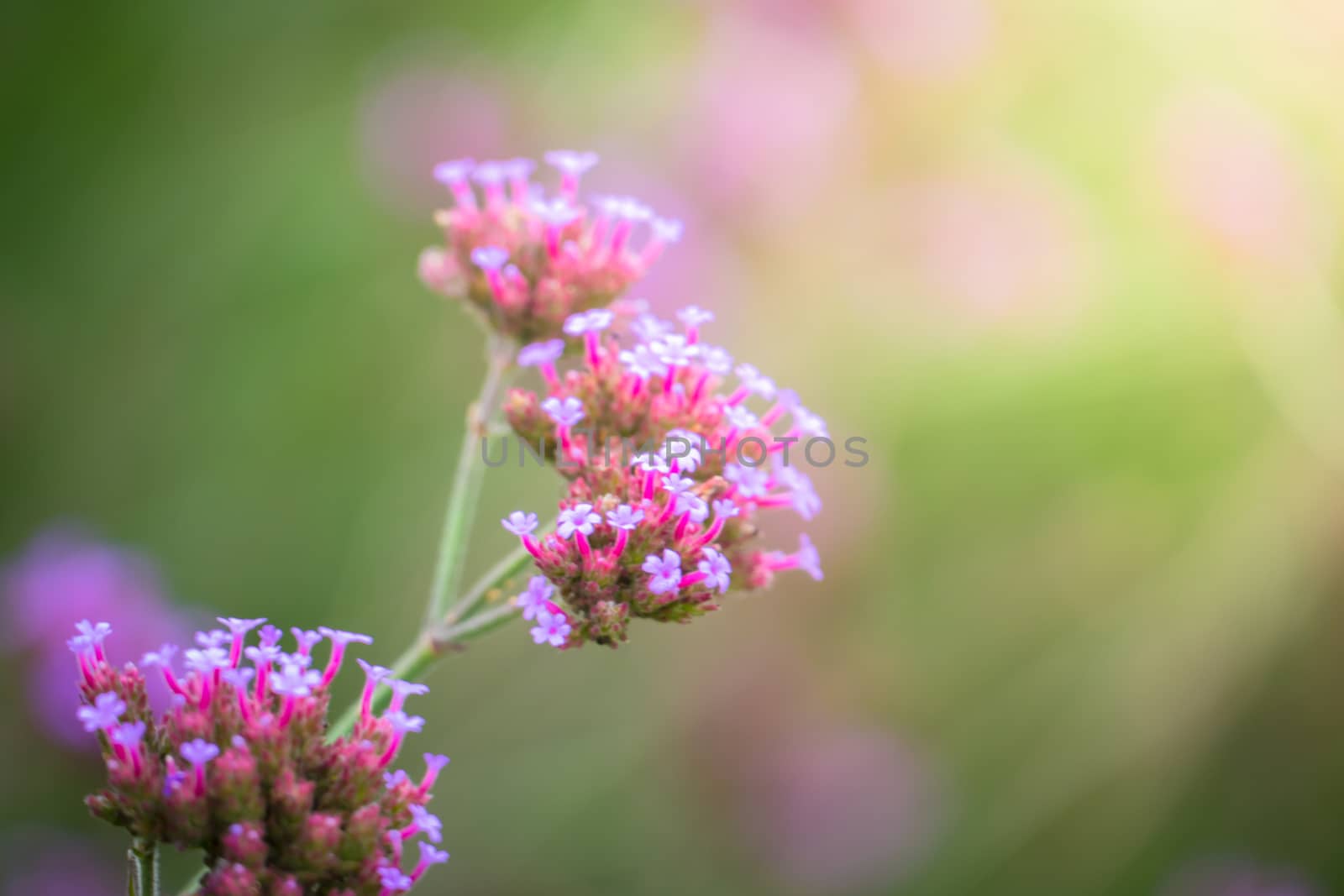 The background image of the colorful flowers by teerawit