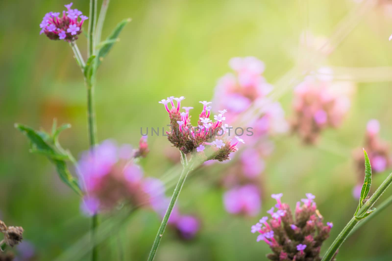 The background image of the colorful flowers by teerawit