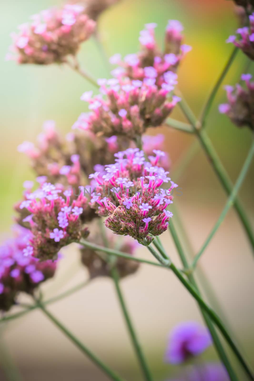 The background image of the colorful flowers by teerawit