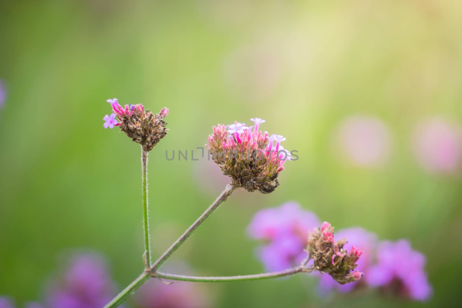 The background image of the colorful flowers by teerawit