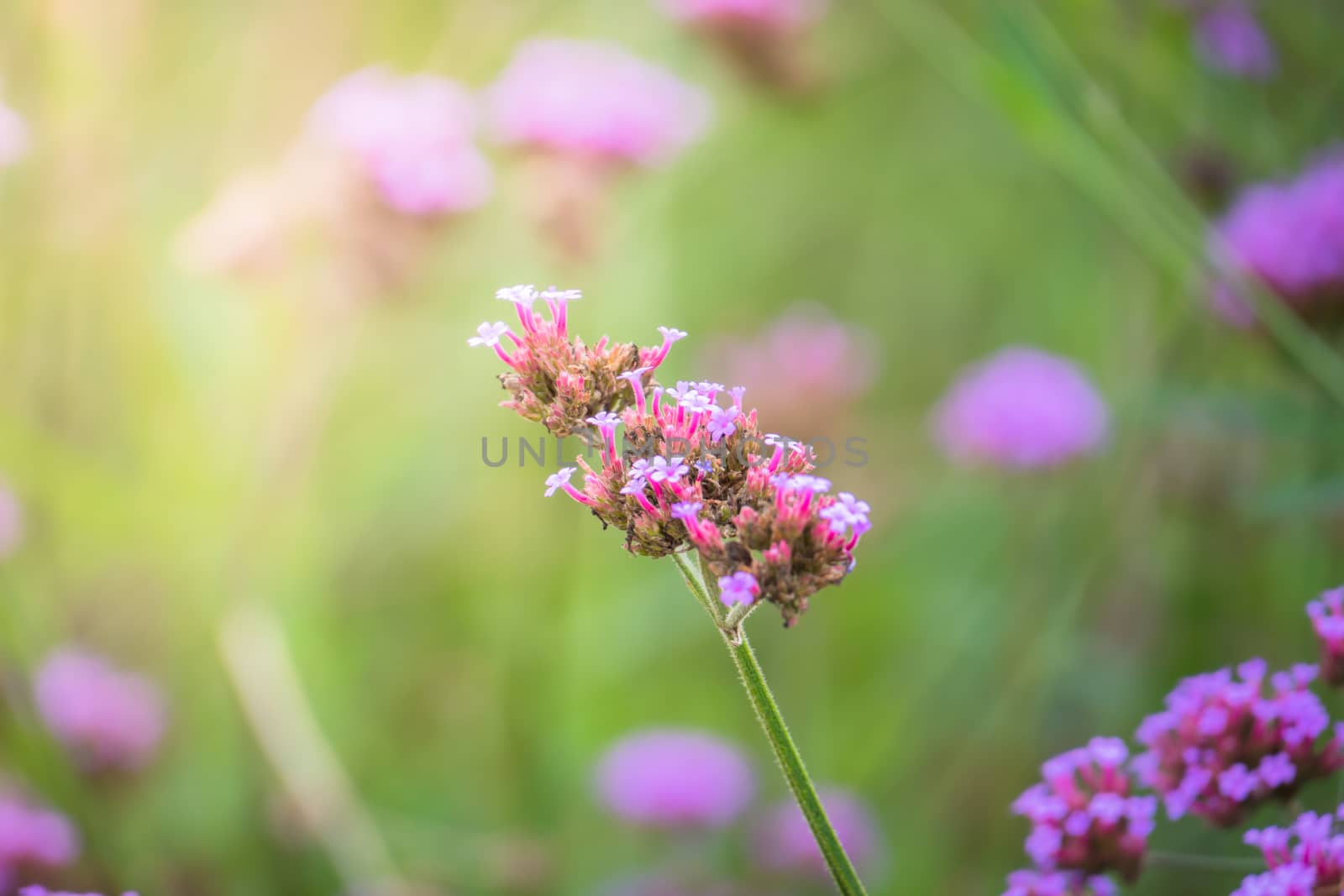 The background image of the colorful flowers by teerawit