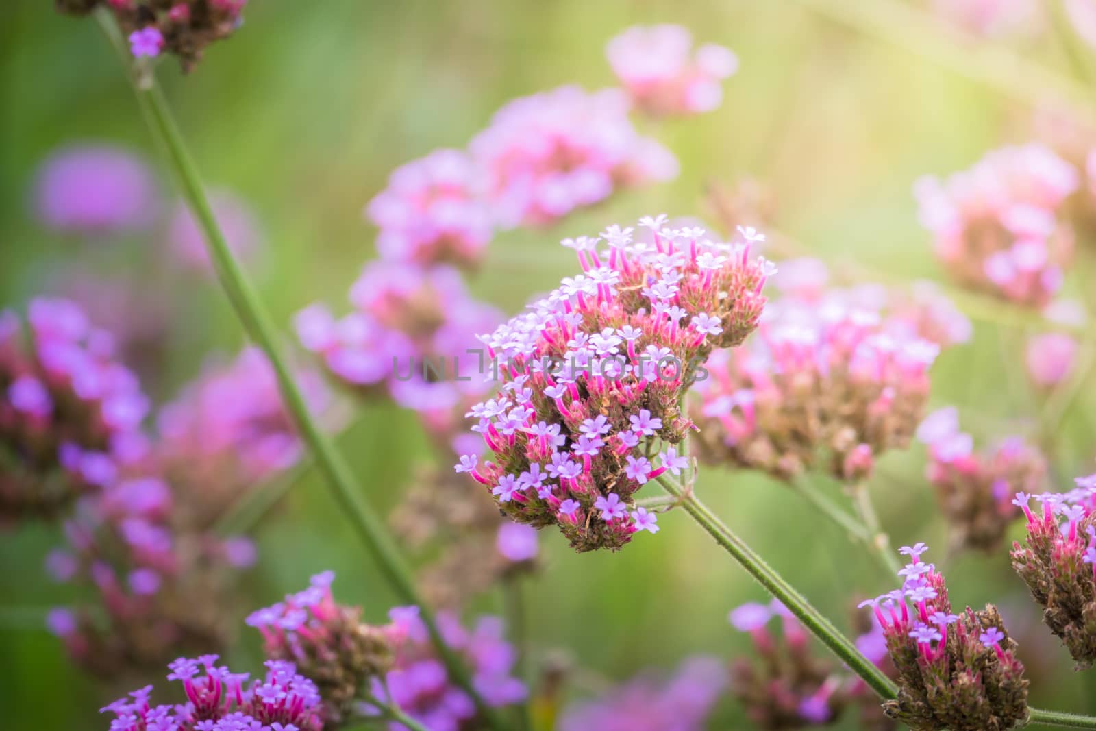 The background image of the colorful flowers by teerawit