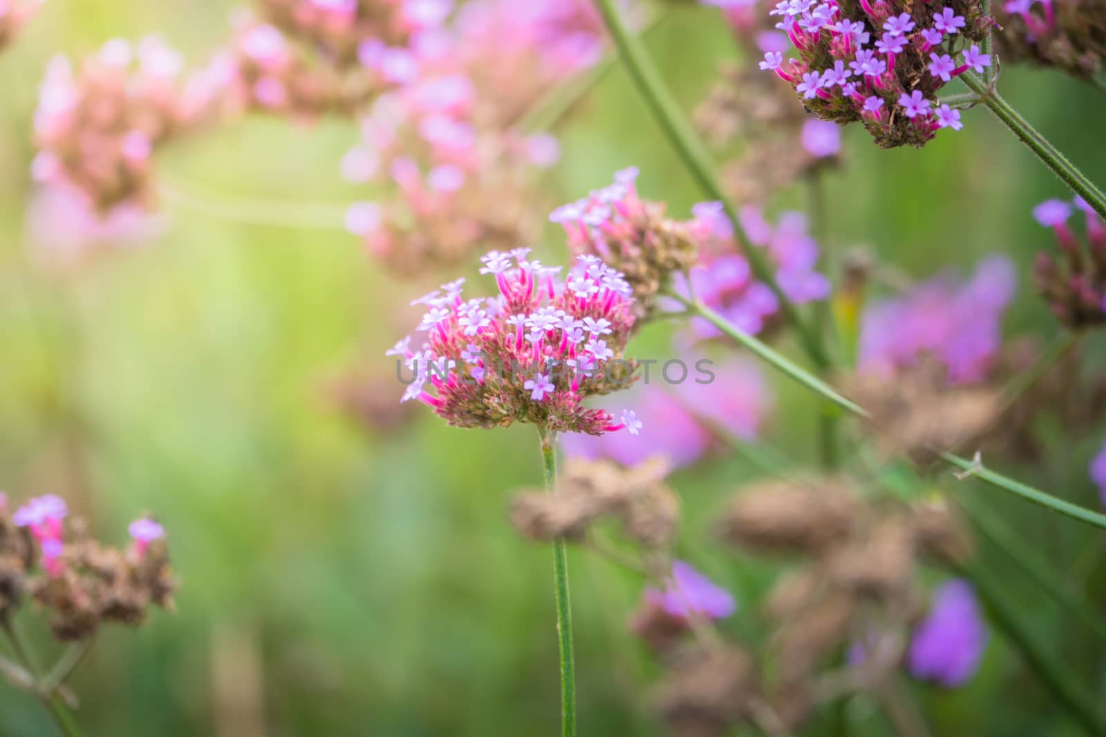 The background image of the colorful flowers by teerawit