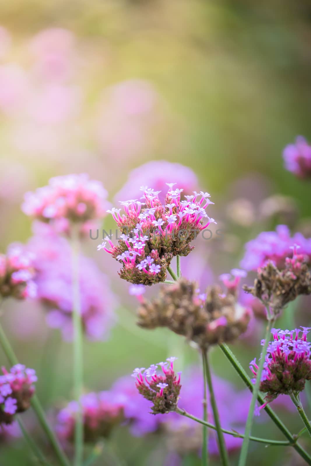 The background image of the colorful flowers by teerawit