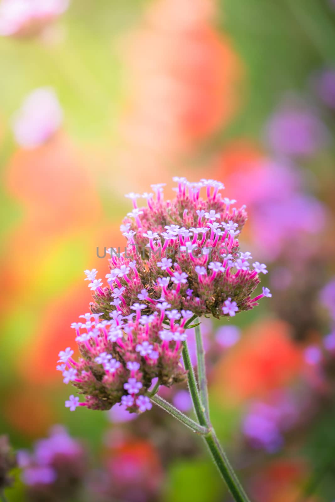 The background image of the colorful flowers by teerawit