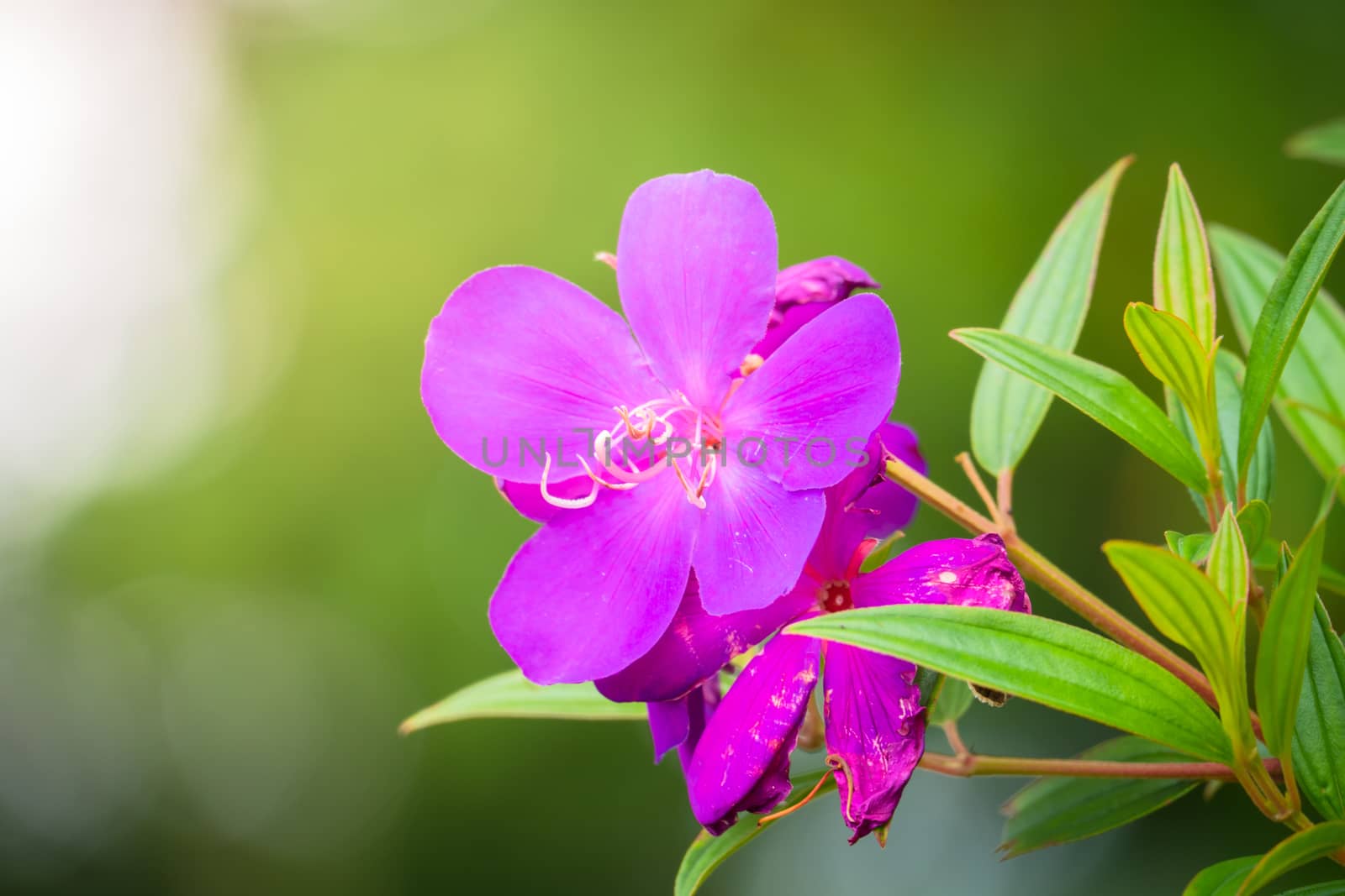 The background image of the colorful flowers by teerawit