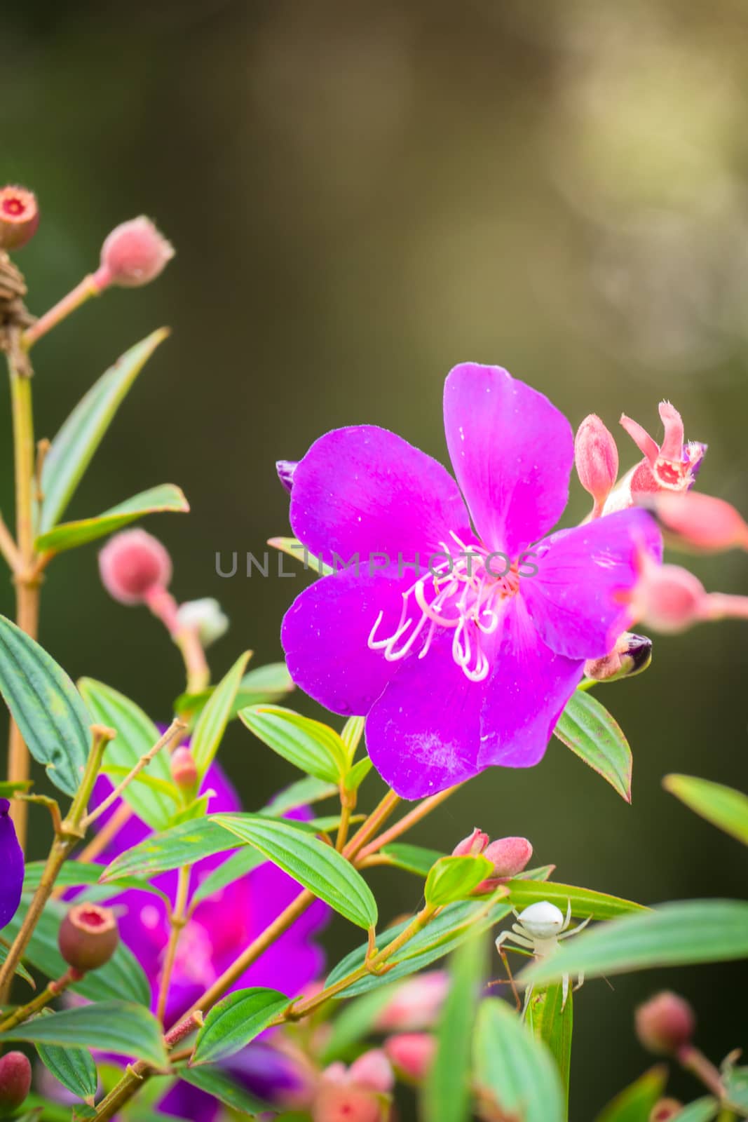 The background image of the colorful flowers by teerawit