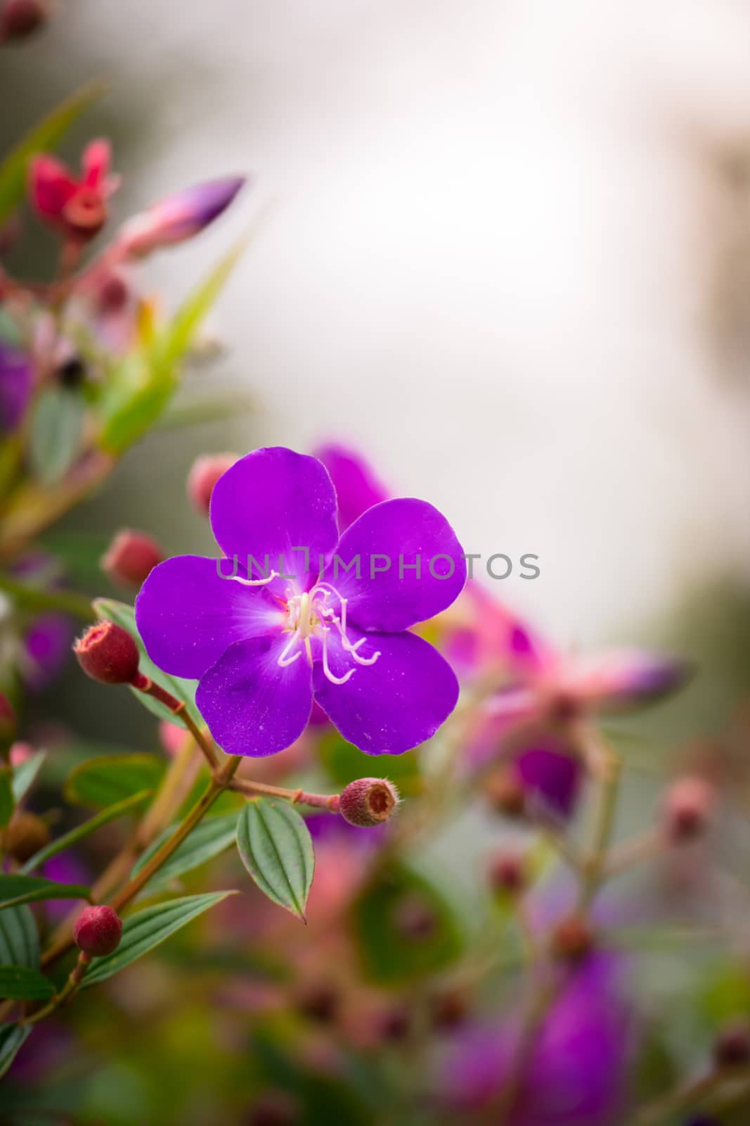 The background image of the colorful flowers by teerawit