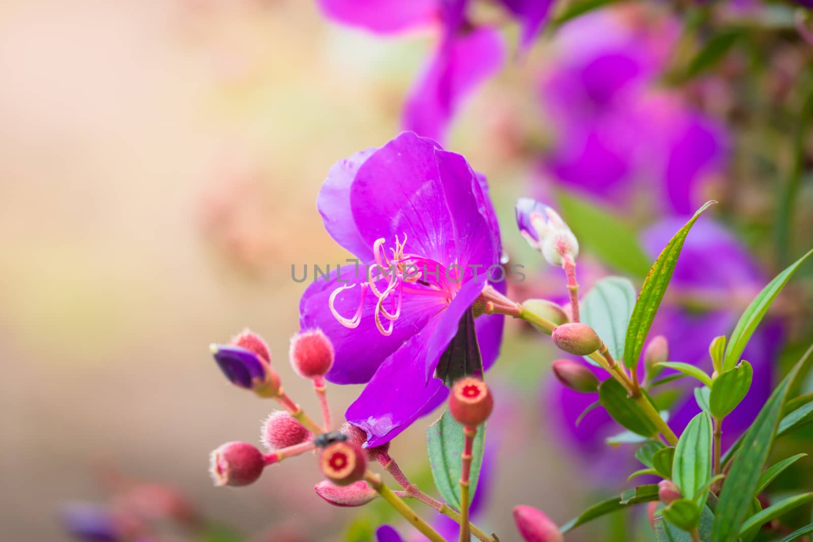 The background image of the colorful flowers by teerawit