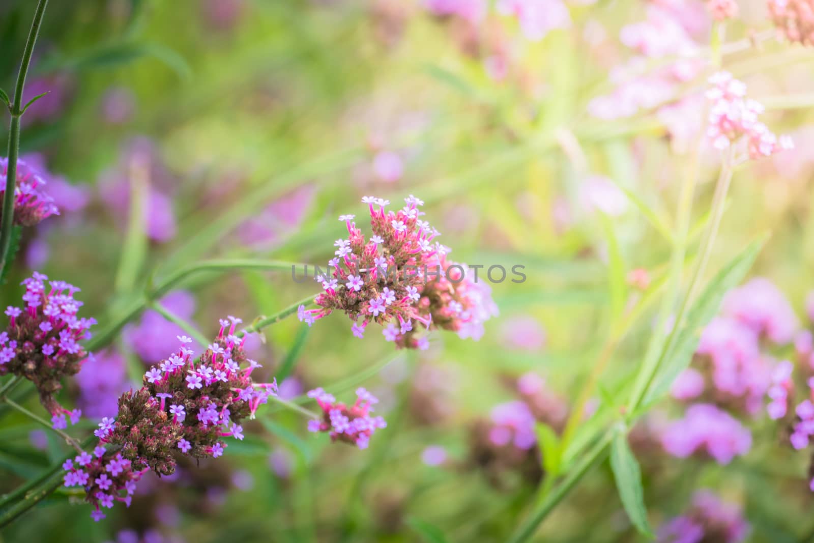 The background image of the colorful flowers by teerawit