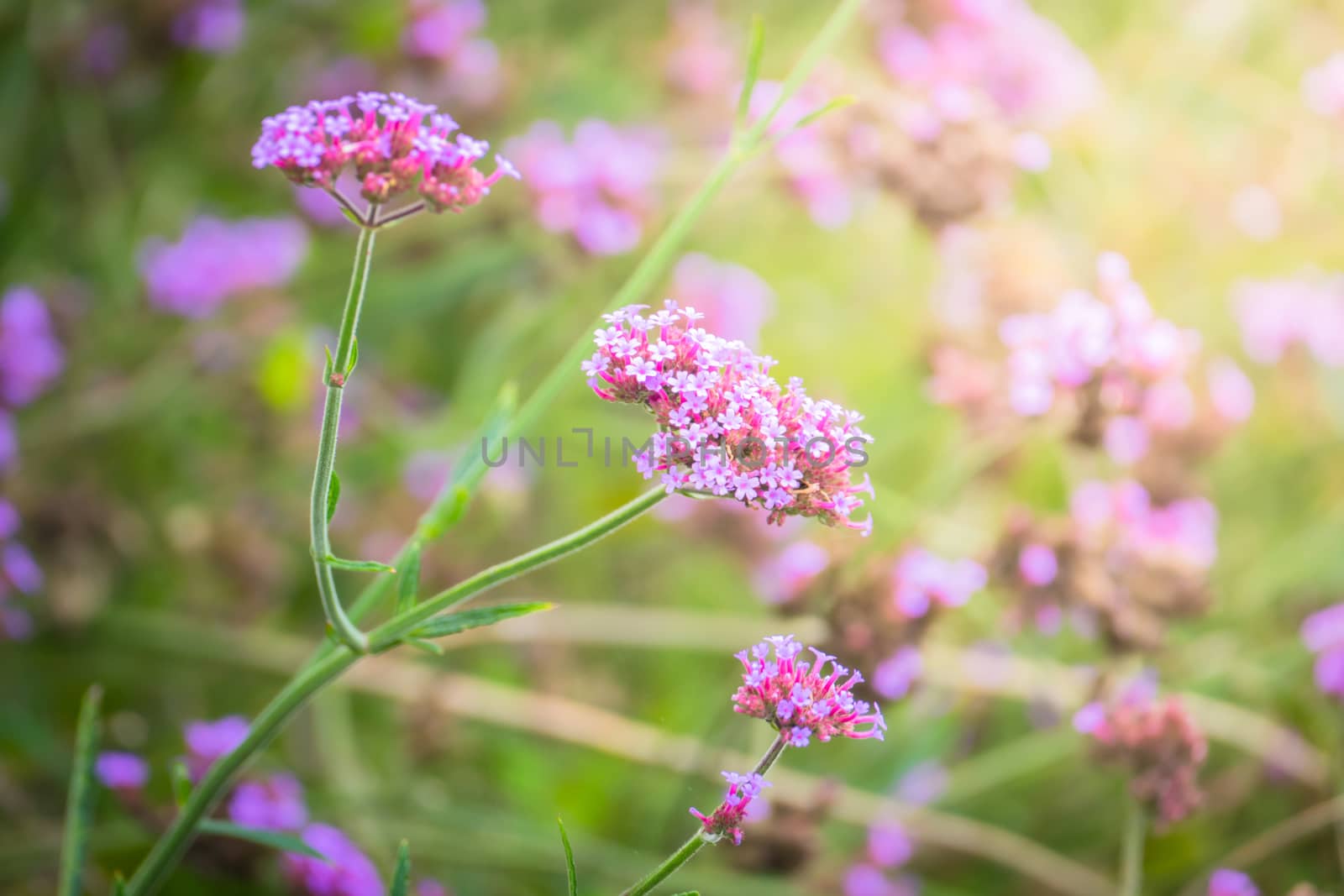 The background image of the colorful flowers by teerawit