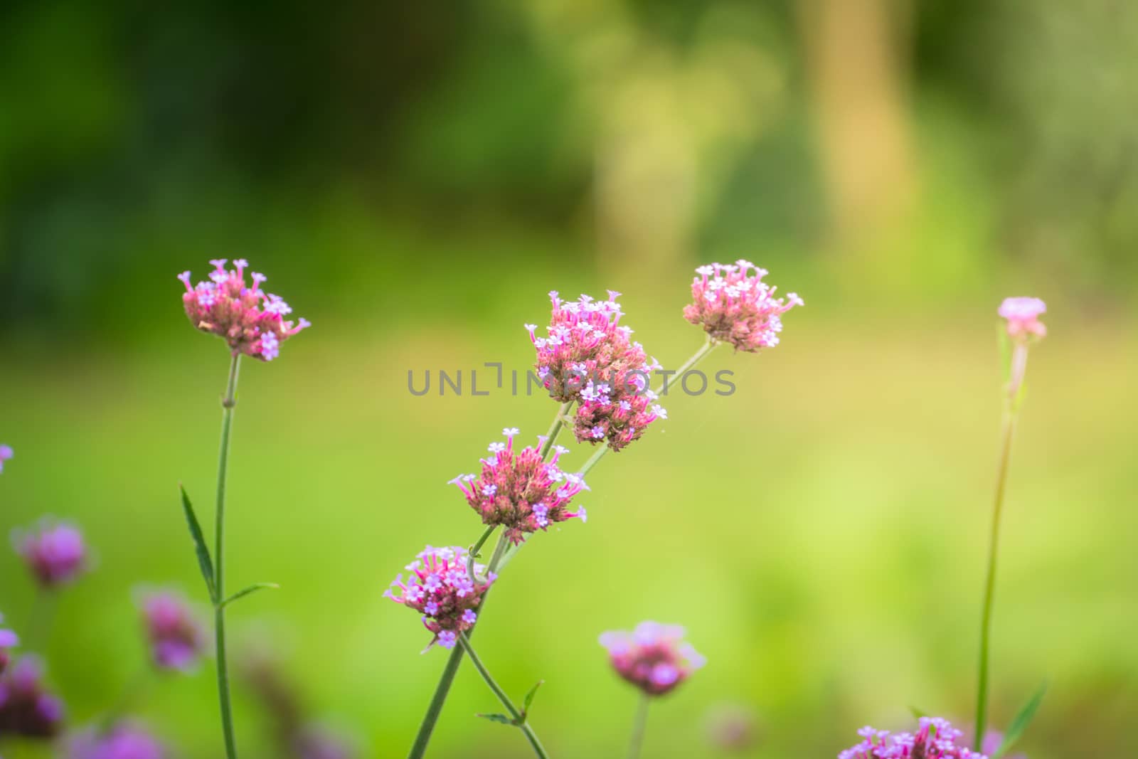 The background image of the colorful flowers by teerawit