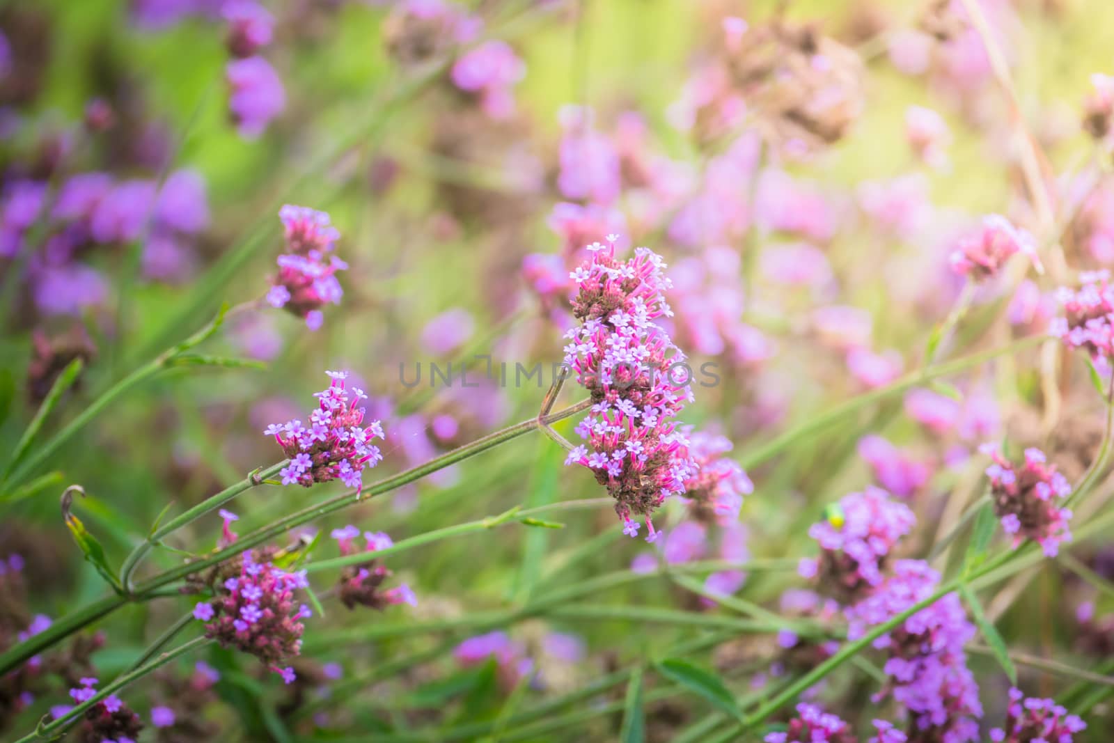 The background image of the colorful flowers by teerawit