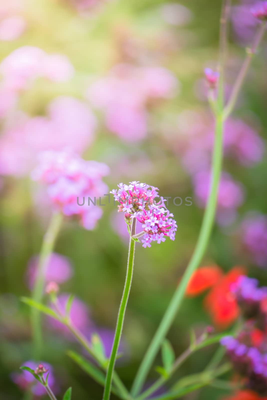 The background image of the colorful flowers, background nature